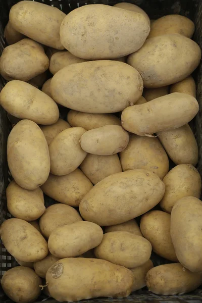 Ecological potatoes — Stock Photo, Image