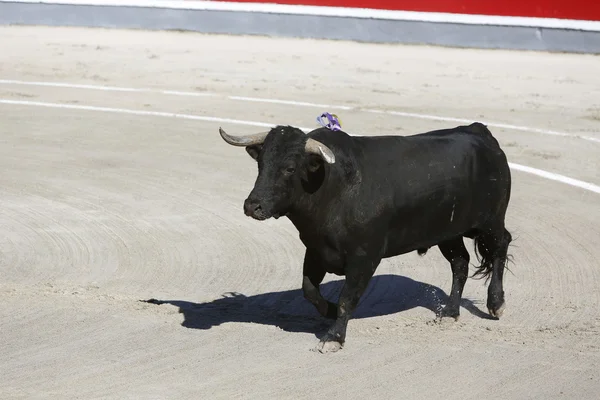 Bull — Stock Photo, Image