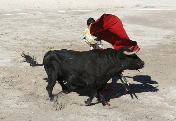 Bullfighter no ringue — Fotografia de Stock