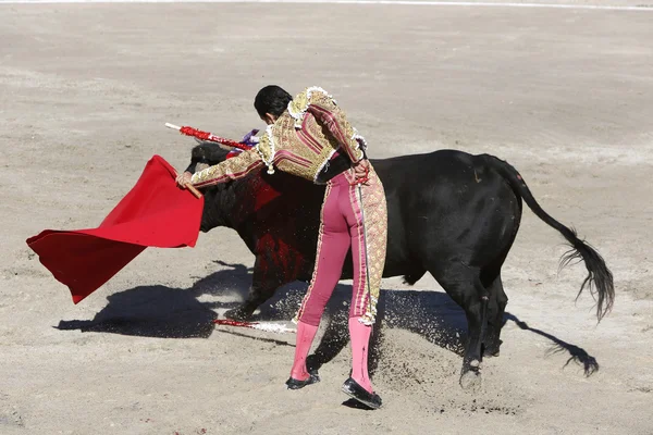 Stierenvechter in de ring — Stockfoto