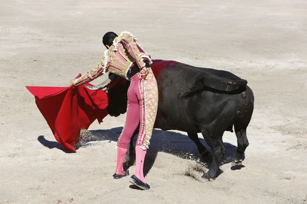 Stierenvechter in de ring — Stockfoto