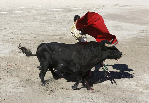 Torero sul ring — Foto Stock