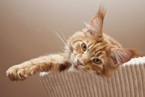 Maine Coon Kitten — Stock fotografie