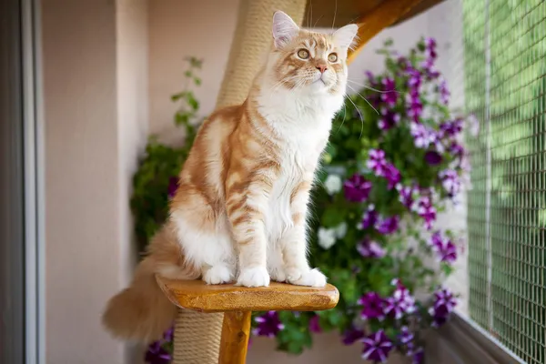 Maine Coon Kitten sentado en el poste de arañazos Imagen de stock