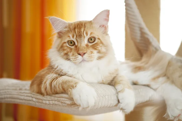 Maine Coon Kitten — Stock Photo, Image