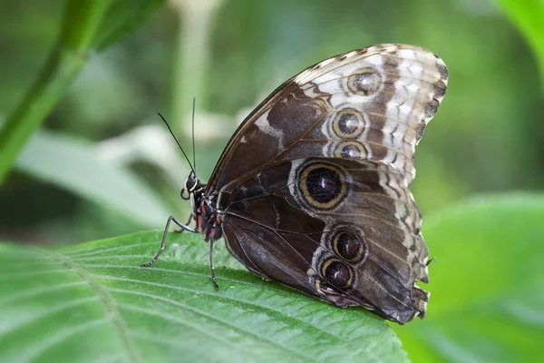 Blue Morphus butterfly — Stock Photo, Image