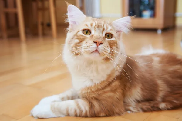 Maine coon gatito — Foto de Stock