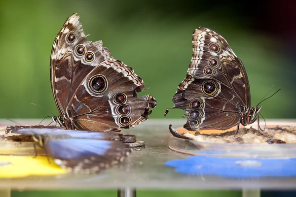 Two Blue Morphus butterfly — Stock Photo, Image