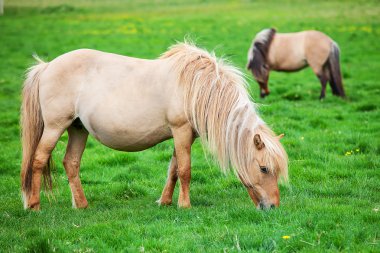 İzlandalı atlar üzerinde yeşil çayır otlatmak