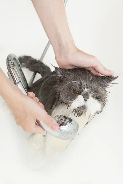 Persian breed cat taking a shower — Stock Photo, Image
