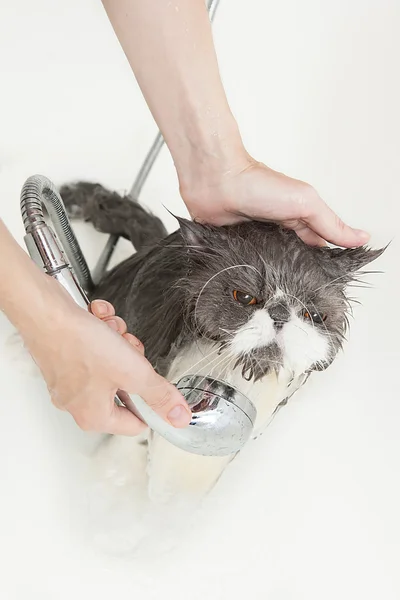 Chat de race persane prenant une douche — Photo