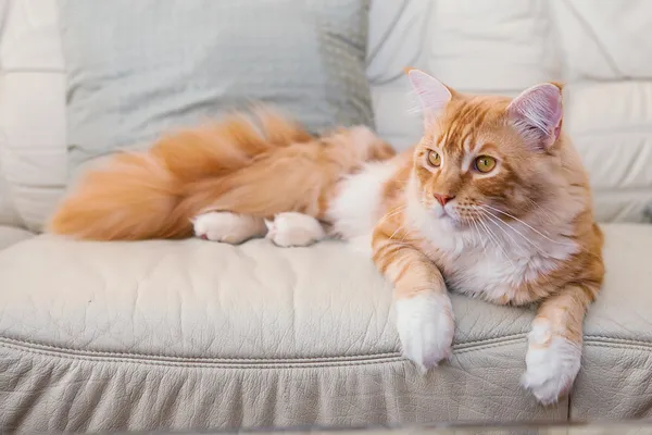 Maine Coon Kitten — Stock Photo, Image