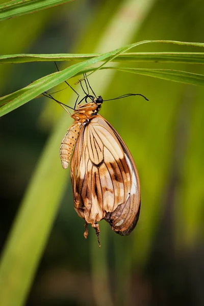 Farfalla emergente — Foto Stock