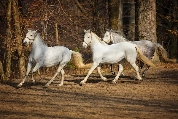 lipizzan at çalışan