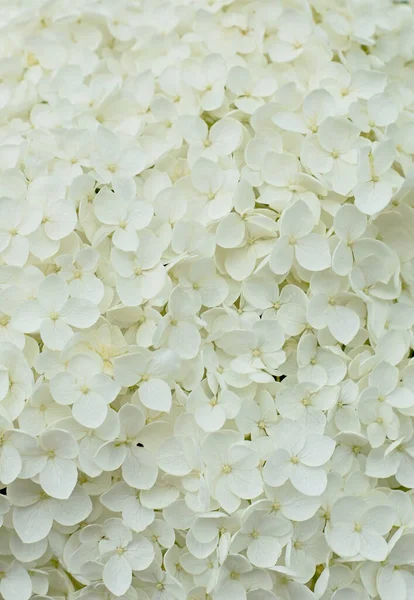 Beautiful hydrangea with fragile white petals. Bunch of tender flowers blooming in springtime. Floral natural background close up