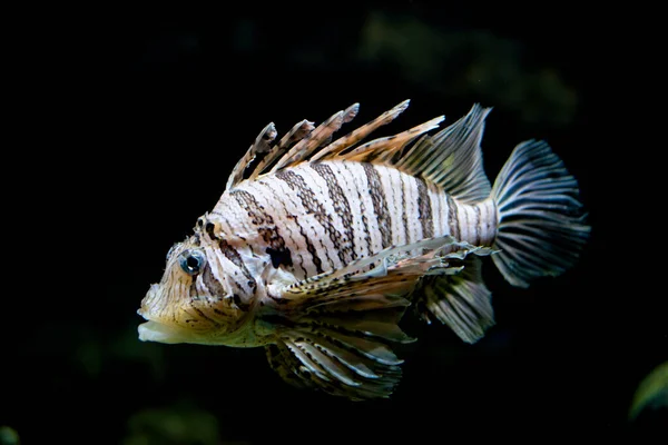 Tropical Lionfish with showy pectoral fins swims in water on dark background. Beautiful carnivorous fish lives in aquarium close view