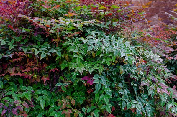 Lush branches with green and red leaves of clambering plant growing in garden. Dense vegetation on rainy day. Wet colorful foliage with drops of water closeup