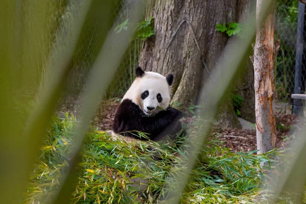 The giant Panda bear in the zoo eats bamboo. Giant panda is endangered. A cute panda sits in a pile of bamboo and enjoys eating it.