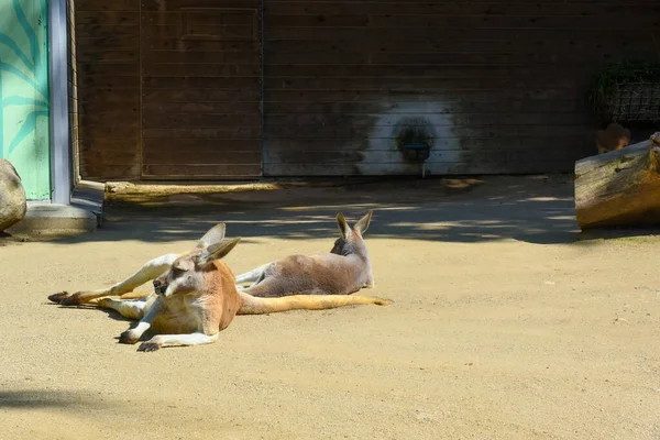 Cute kangaroos lie on soft yellow sand near dark wooden fence in zoo. Lazy animals with long tails relax on hot sunny day in summer