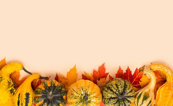 Decorative pumpkins and autumn leaves with copy space. Halloween and autumn harvest border with spotted pumpkins overhead view.