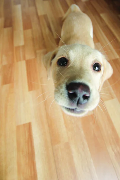 Široký úhel zlatý labrador štěně — Stock fotografie