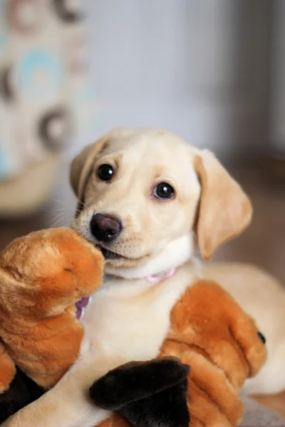 Een schattige gouden labrador puppy — Stockfoto