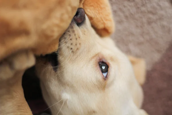 Roztomilý zlatý labrador štěně kousání — Stock fotografie