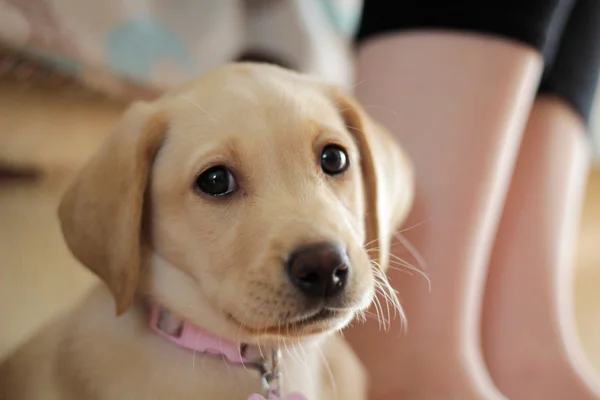 Egy aranyos arany labrador kiskutya — Stock Fotó