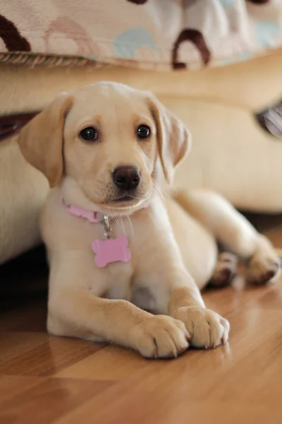 Roztomilý zlatý labrador štěně — Stock fotografie