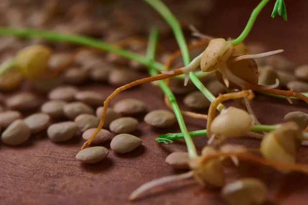 前景のレンズ豆との発芽 — ストック写真