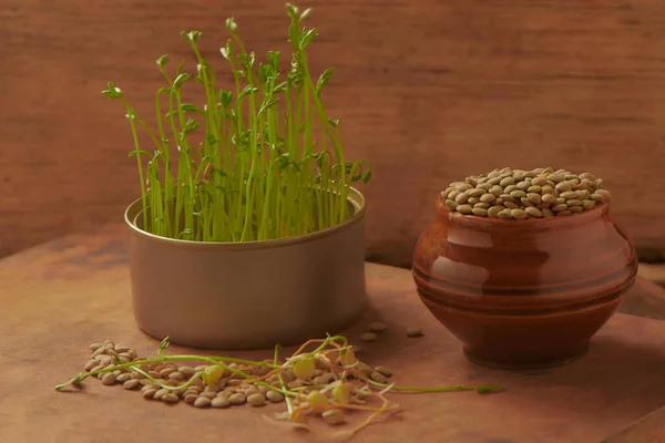 Sprouted Lentils Wooden Bottom Stock Picture