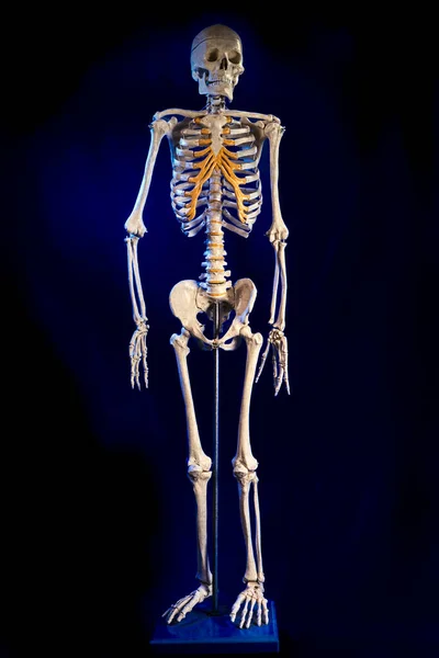 Squelette Humain Avec Fond Bleu — Photo