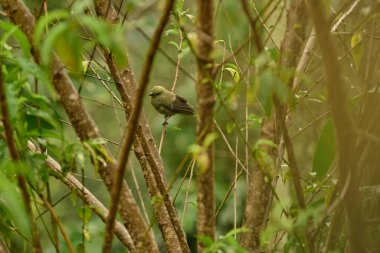 Serçeler kışın ortasında çalıların derinliklerinde soğuktan uzak durmaya çalışıyorlar..