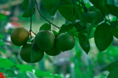Önplanda yeşil limon demetlerinin yetiştirilmesi 