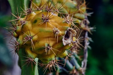 Pitahaya ya da ejderha meyvesi, çarpıcı egzotik meyve.