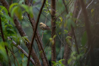 Serçeler kışın ortasında çalıların derinliklerinde soğuktan uzak durmaya çalışıyorlar..