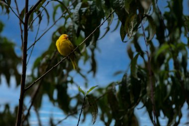 Portrait beautiful bird Sicalis flaveola