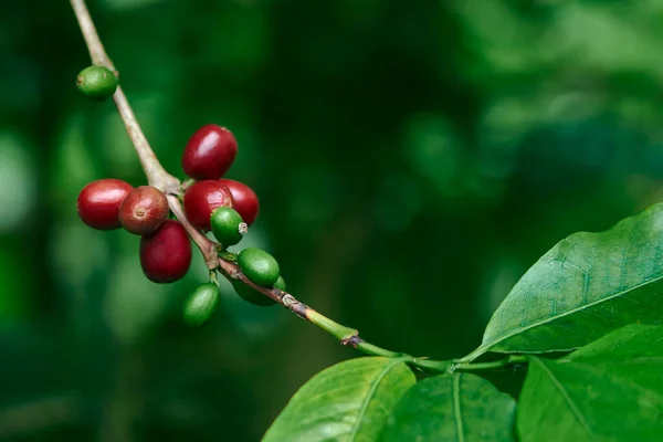 Red Ripe Coffee Beans Colombia Foreground — Stock Photo, Image