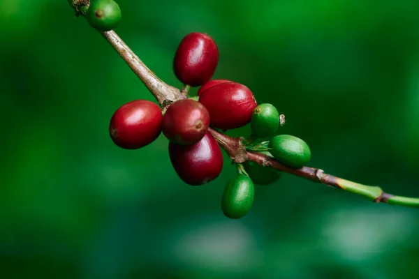 Красные Спелые Кофейные Зерна Колумбии Переднем Плане — стоковое фото