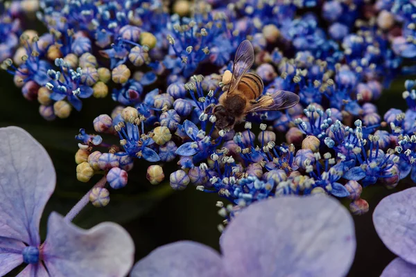 Niebieskie Ceanothus Kwiaty Pierwszym Planie — Zdjęcie stockowe