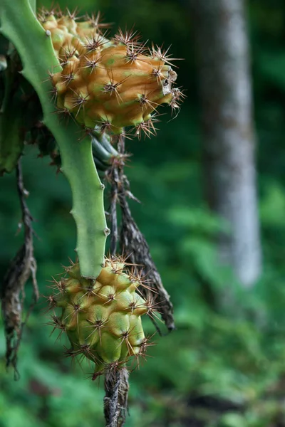 Pitahaya Dragon Fruit Striking Exotic Fruit — Stok fotoğraf