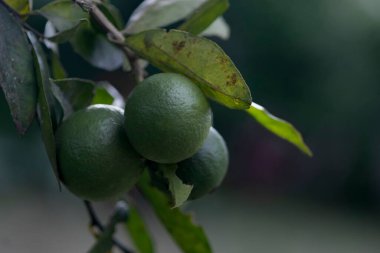 Önplanda yeşil limon demetlerinin yetiştirilmesi 