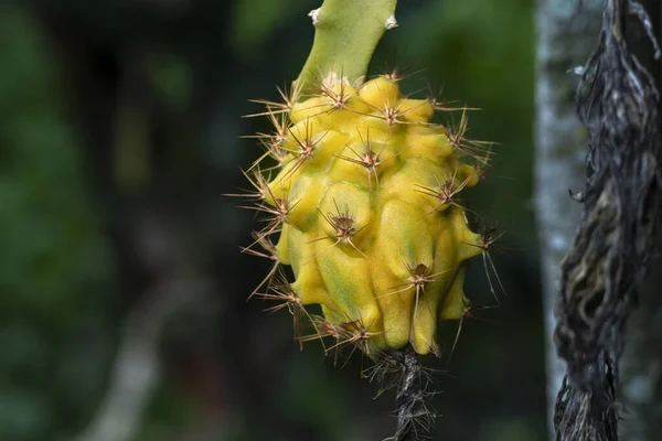 Pitahaya Dragon Fruit Striking Exotic Fruit — Stok fotoğraf