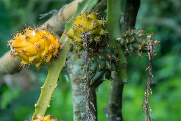 Pitahaya Dragon Fruit Striking Exotic Fruit — Stockfoto