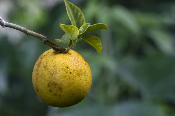 Manojo Naranjas Primer Plano —  Fotos de Stock