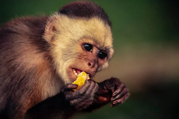 Retrato Capuchinho Com Cabeça Branca — Fotografia de Stock