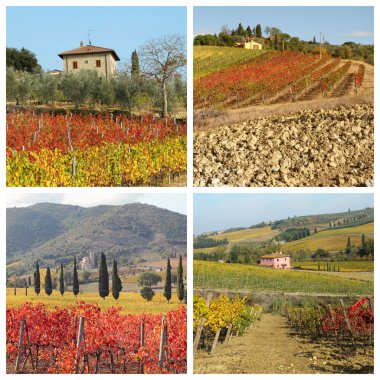 Tuscan evi ve üzüm bağları Güz