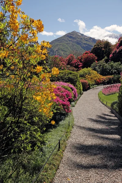 Fantástico paisaje con azaleas y rododendros — Foto de Stock