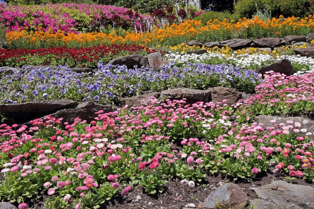 Steingarten mit mehrfarbigen Blumen — Stockfoto © Malgorzata_Kistryn ... Steingarten mit mehrfarbigen Blumen — Stockfoto © Malgorzata_Kistryn ...