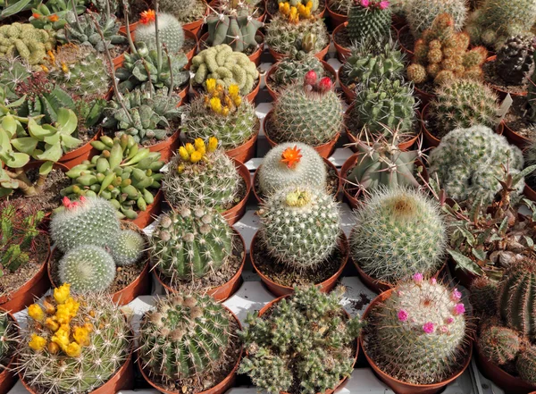 Pequeños cactus en el festival de flores — Foto de Stock